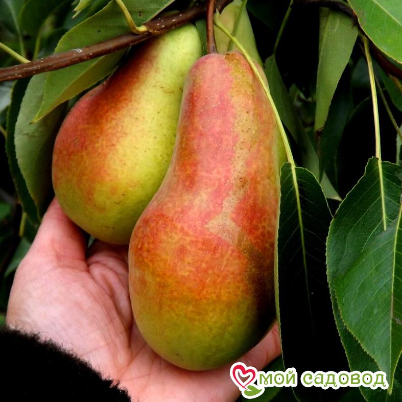 Груша Талгарская красавица