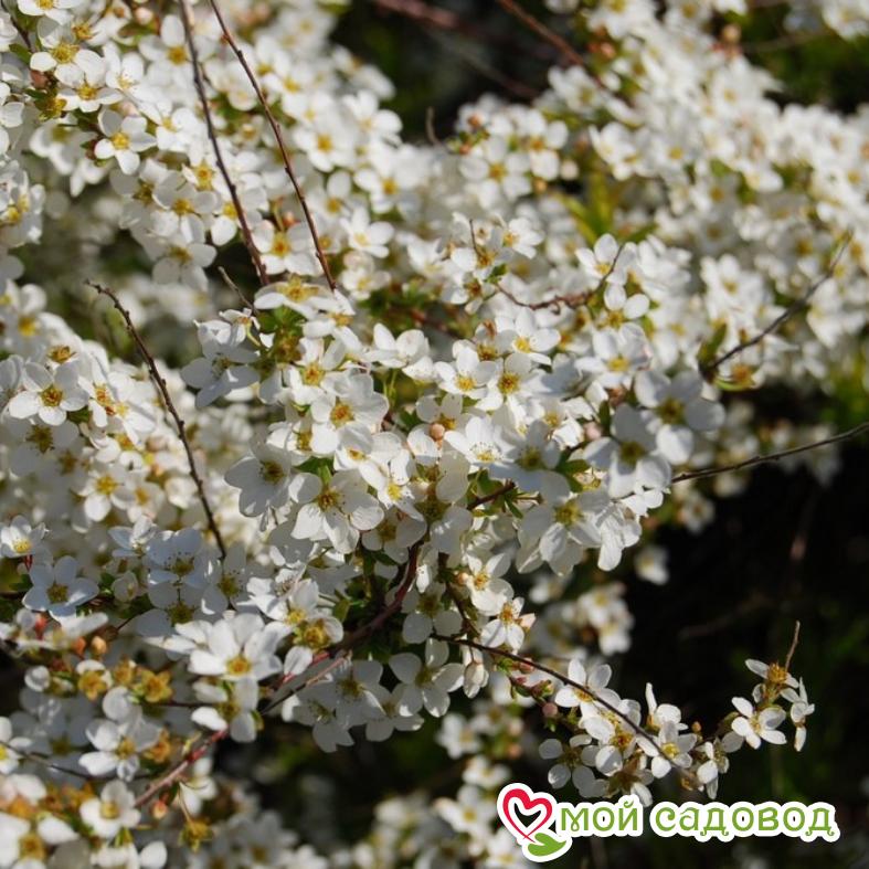 Спирея Тунберга "Oгонь" (Ogon)