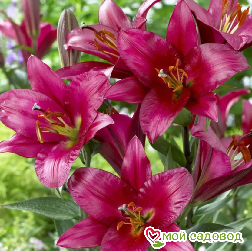 Лилия ПУРПЛ ПРИНЦ — ОТ-гибрид