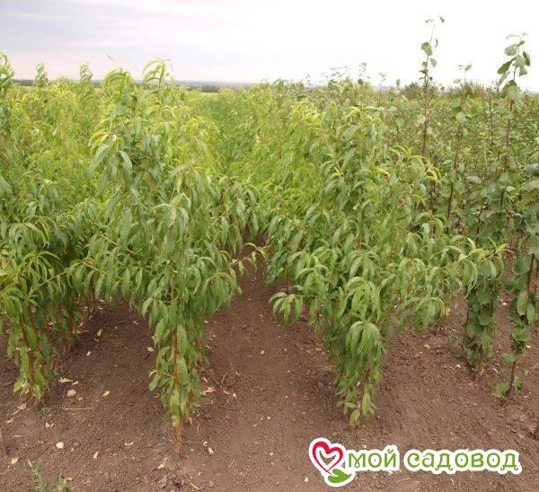 Персик Сливовый